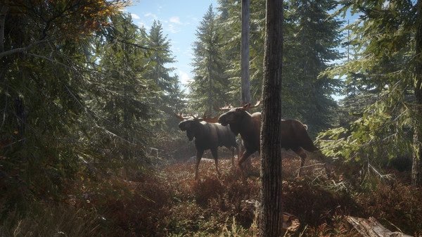 Two moose walking through a dense forest in sunlight in a screenshot from the game 'The Hunter Call of the Wild'.
