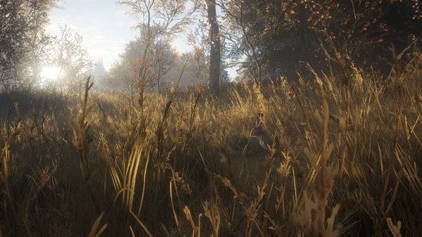 A screenshot from The Hunter Call of the Wild showing a serene autumn forest with tall grass and a rabbit in the sunlight.